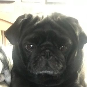 Meet your Posher, Morgan